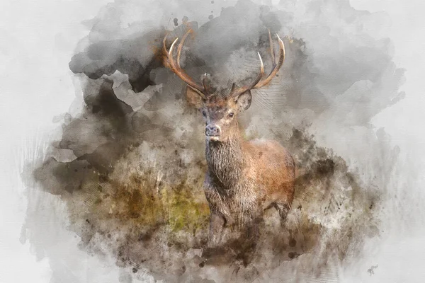 Digital Watercolor Painting Beautiful Image Red Deer Stag Colorful Autumn — Stock Photo, Image