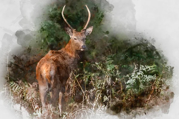 풍경의 사슴의 아름다운 이미지를 디지털 — 스톡 사진