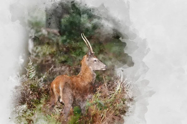 カラフルな秋の風景の中に赤い鹿のスタッグの美しいイメージのデジタル水彩画秋の森 — ストック写真