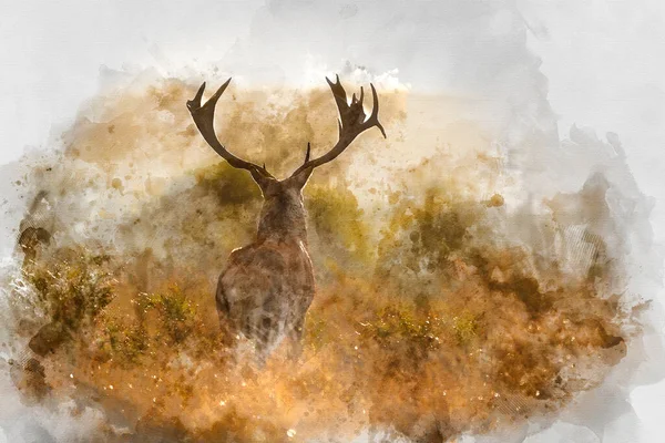 カラフルな秋の風景の中に赤い鹿のスタッグの美しいイメージのデジタル水彩画秋の森 — ストック写真