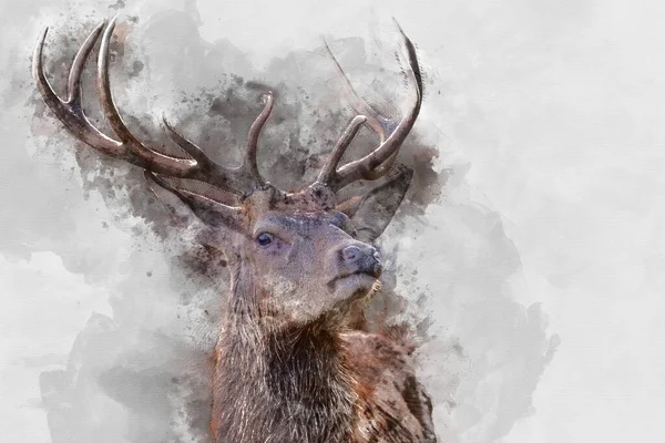 Aquarelle Numérique Peinture Belle Image Cerf Rouge Cerf Dans Coloré — Photo