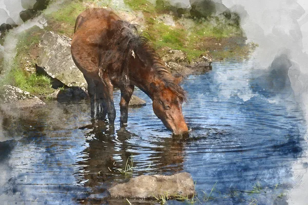 Cyfrowy Obraz Akwareli Piękne Kucyki Dartmoor Wziąć Orzeźwiający Kąpiel Pić — Zdjęcie stockowe