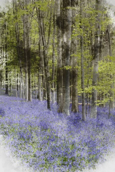 淡淡的早晨 英国农村蓝铃林中美丽柔和春光的数字水彩画 — 图库照片