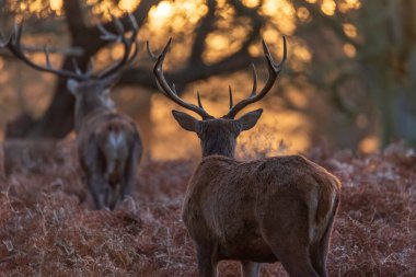 Kızıl geyik sürüsünün destansı görüntüsü Cervus Elaphus orman manzarasında parıldayan altın şafak güneşinde çarpıcı bir ışıkla 