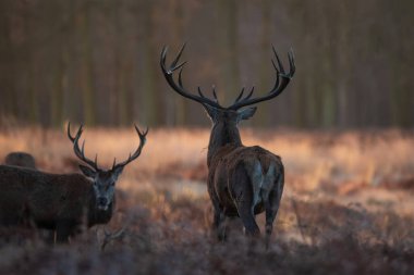 Kızıl geyik sürüsünün destansı görüntüsü Cervus Elaphus orman manzarasında parıldayan altın şafak güneşinde çarpıcı bir ışıkla 
