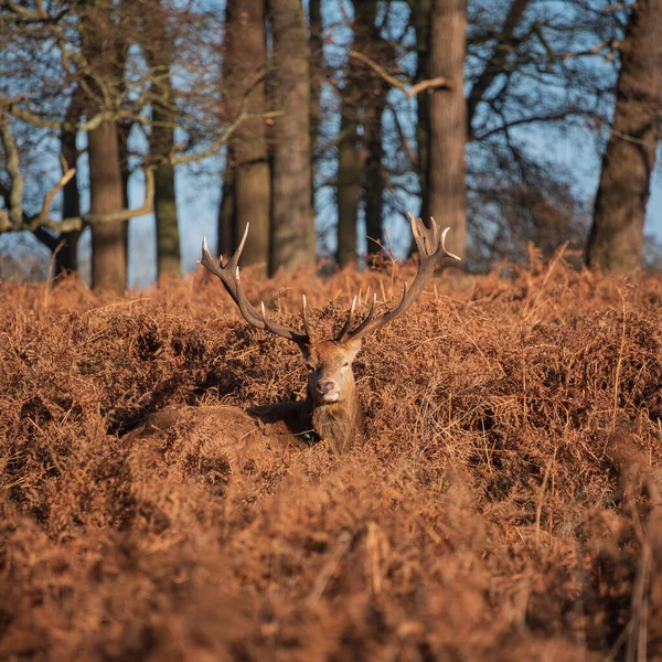 Piękny Portret Samotnego Jelenia Cervus Elaphus Złotym Świcie Słońce Zimie — Zdjęcie stockowe