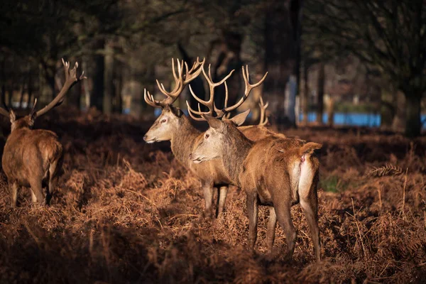 Episk Billede Besætning Kronhjorte Stags Cervus Elaphus Glødende Gyldent Daggry - Stock-foto