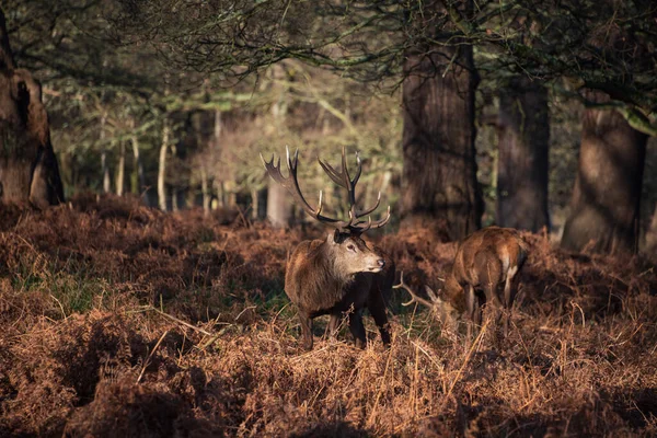 Imagem Épica Rebanho Veados Vermelhos Apunhala Cervus Elaphus Brilhante Luz — Fotografia de Stock