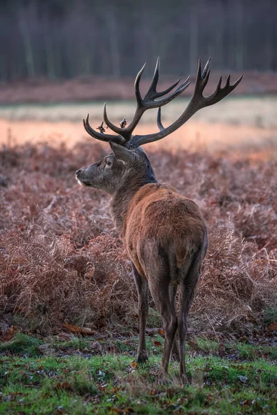 Beautiful Portrait Solo Red Deer Stag Cervus Elaphus Golden Dawn — Stock Photo, Image