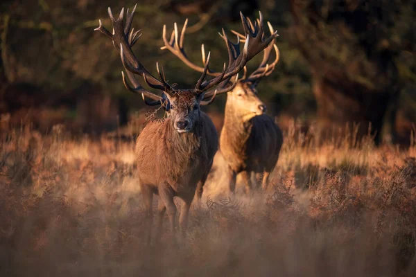 Kızıl geyik sürüsünün destansı görüntüsü Cervus Elaphus orman manzarasında parıldayan altın şafak güneşinde çarpıcı bir ışıkla 