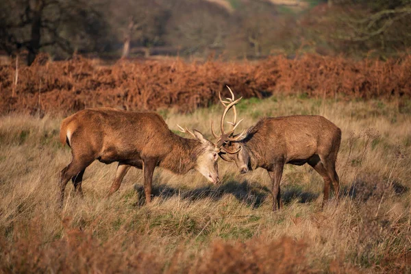 赤い鹿のタグの美しい画像黄金の森の風景の中にラットシーズン中にCervus Elaphusクラッシング釣り人 — ストック写真