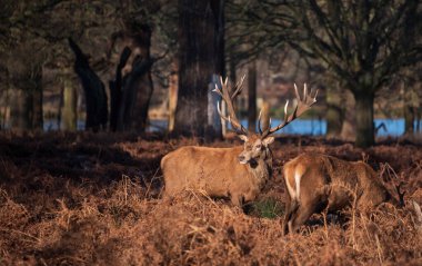 Kızıl geyik sürüsünün destansı görüntüsü Cervus Elaphus orman manzarasında parıldayan altın şafak güneşinde çarpıcı bir ışıkla 