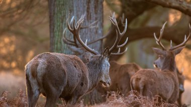 Kızıl geyik sürüsünün destansı görüntüsü Cervus Elaphus orman manzarasında parıldayan altın şafak güneşinde çarpıcı bir ışıkla 