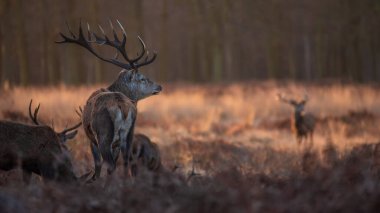 Kızıl geyik sürüsünün destansı görüntüsü Cervus Elaphus orman manzarasında parıldayan altın şafak güneşinde çarpıcı bir ışıkla 