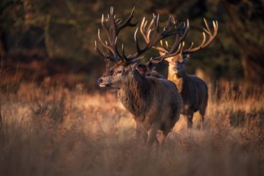 Kızıl geyik sürüsünün destansı görüntüsü Cervus Elaphus orman manzarasında parıldayan altın şafak güneşinde çarpıcı bir ışıkla 
