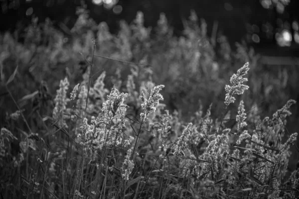 Preto Branco Profundidade Rasa Bonita Imagem Paisagem Campo Dos Juncos — Fotografia de Stock