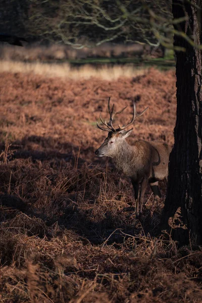 Beautiful Portrait Solo Red Deer Stag Cervus Elaphus Golden Dawn — Stock Photo, Image