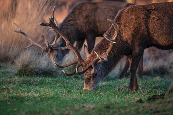 Imagem Épica Rebanho Veados Vermelhos Apunhala Cervus Elaphus Brilhante Luz — Fotografia de Stock