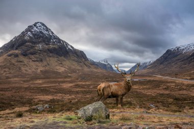 Güzel kış manzarasında İskoç Dağları 'ndaki Rannoch Moor' a bakan kızıl geyik resmi. 