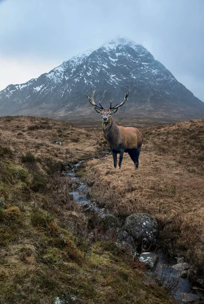 Imagem Composta Veado Vermelho Bela Paisagem Retrato Inverno Stob Dearg — Fotografia de Stock