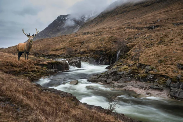 Sammansatt Bild Kronhjort Svensexa Vacker Vinter Landskap Bild Floden Etive — Stockfoto