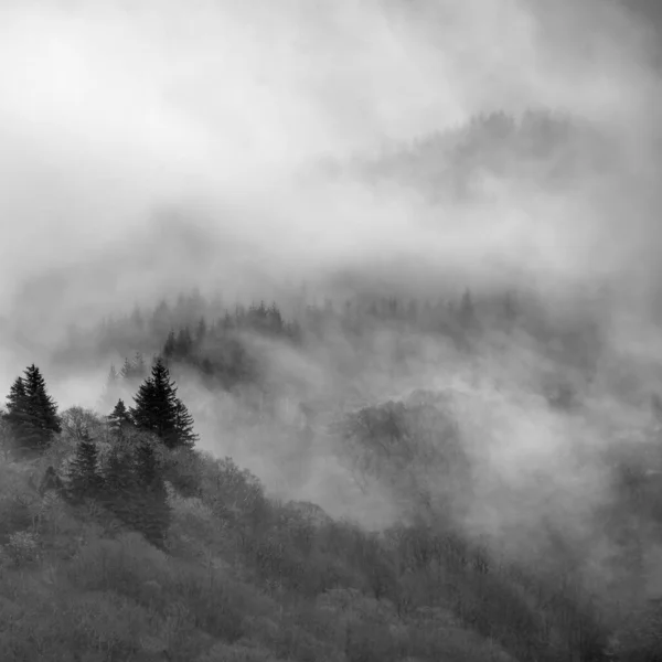 Zwart Wit Prachtig Mistig Winterlandschap Dat Door Bomen Drijft Hellingen — Stockfoto