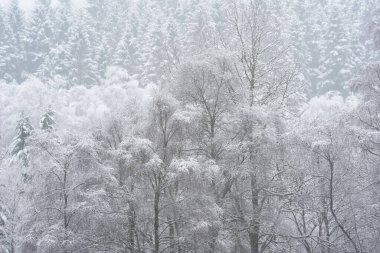 İskoçya 'daki Lomond Gölü kıyılarına kar yağarken karla kaplı ağaçların güzel basit manzarası.
