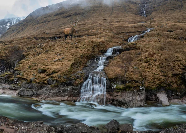 苏格兰人高地河流倾泻与天降倾泻美丽冬季风景图像中的红鹿综合形象 — 图库照片