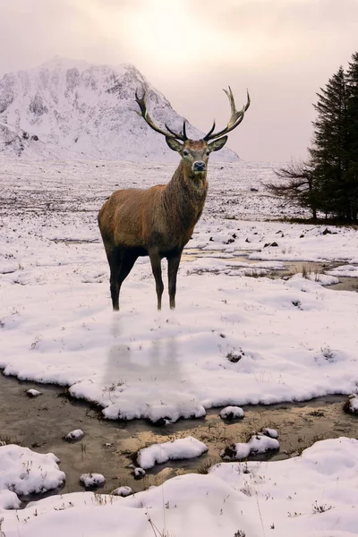 Composite Image Red Deer Stag Scottish Lhighlands Landsdcape Beautiful Sunrise — Stock Photo, Image