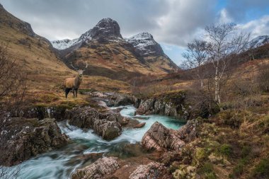 Glencoe 'daki kızıl geyik geyiğinin birleşik görüntüsü İskoç dağlarında Coe nehri önplanında.