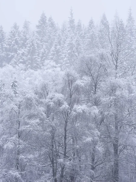 Prachtig Eenvoudig Landschapsbeeld Van Besneeuwde Bomen Tijdens Winter Sneeuw Valt — Stockfoto