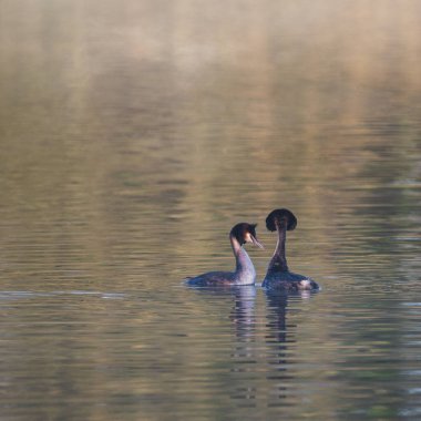 Great Crested Grebes Podiceps 'in güzel bir görüntüsü. Puslu göl yüzeyindeki çiftleşme mevsiminde.
