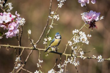 Beautiful Spring image of Blue Tit Cyanistes Caerulueus bird on flowering pink blossom tree and hawthorn bush in woodland landscape setting