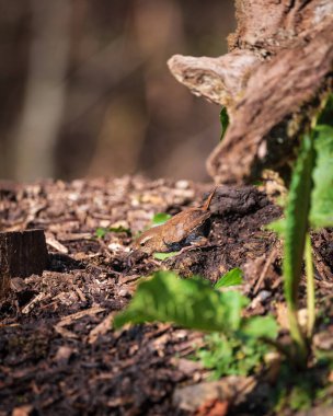 Dunnock kuşunun ağaçlık arazideki çalılıklardaki Prunella Modularis 'in sevimli yakın plan görüntüsü.