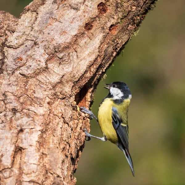Beautiful Spring Landscape Image Great Tit Bird Parus Major Forest — Foto Stock