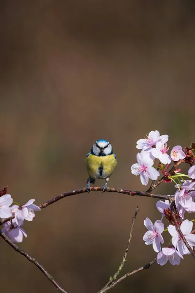 Beautiful Spring Image Blue Tit Cyanistes Caerulueus Bird Pink Blossom — 스톡 사진