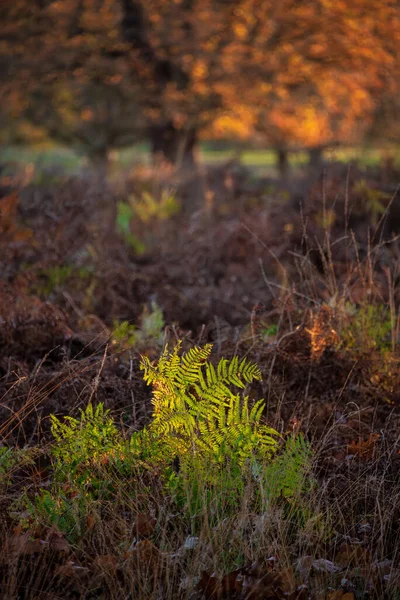 Gyönyörű Intim Táj Kép Háttér Megvilágított Páfrány Ősszel Napkelte Vidéken — Stock Fotó