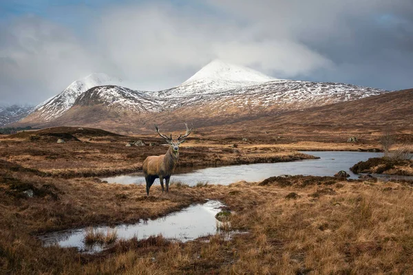 Kompozitní Obraz Jeleního Jelena Ohromující Zimní Panorama Krajiny Horského Masivu — Stock fotografie