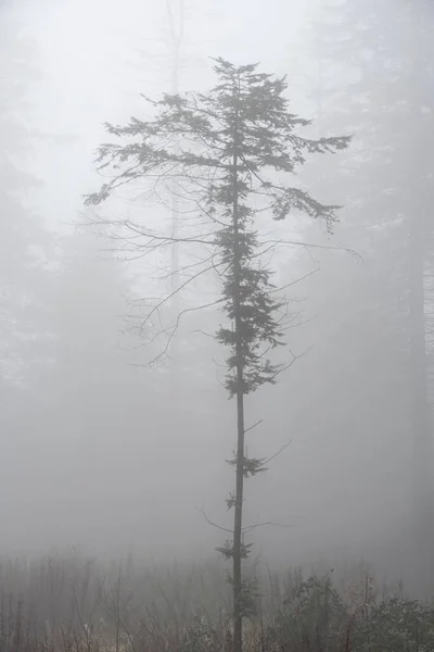 Красивая Капризная Драматичная Сцена Осеннего Лесного Ландшафта Туманом Туманом Дающим — стоковое фото