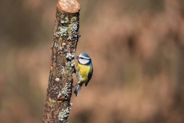 Beautiful Spring landscape image of Blue Tit Cyanistes Caeruleus bird in forest perched on tree branch