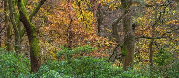 Epische Lebendige Bunte Herbst Landschaft Bild Von Dodd Woods Lake — Stockfoto