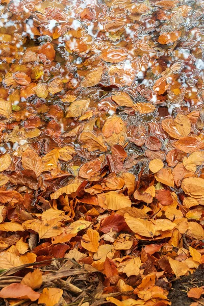 Stunning Abstract Intimate Landscape Image Vibrant Golden Beech Leaves Puddle — Zdjęcie stockowe