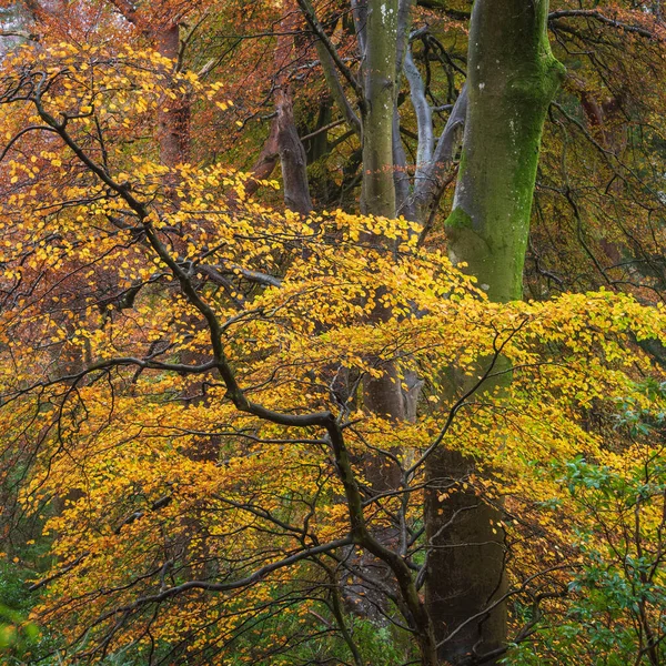 Epische Lebendige Bunte Herbst Landschaft Bild Von Dodd Woods Lake — Stockfoto