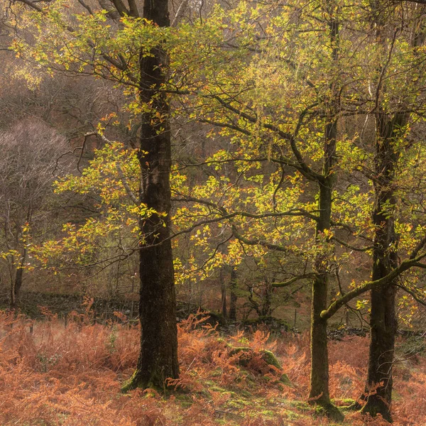 Hermosa Imagen Paisaje Otoñal Bosques Forestales Alrededor Holme Fell Distrito —  Fotos de Stock