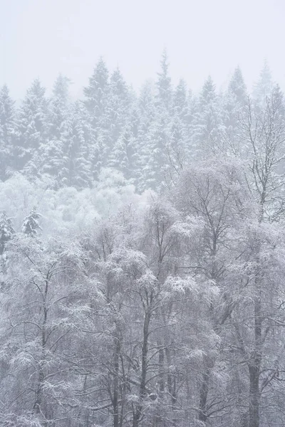 Vacker Enkel Landskapsbild Snötäckta Träd Vintern Snö Faller Stranden Loch — Stockfoto