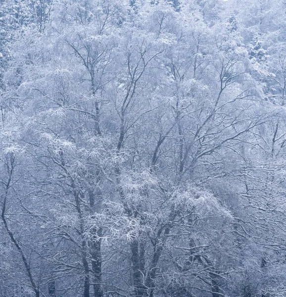 Vacker Enkel Landskapsbild Snötäckta Träd Vintern Snö Faller Stranden Loch — Stockfoto