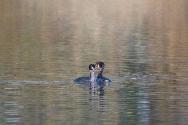 Great Crested Grebes Podiceps 'in güzel bir görüntüsü. Puslu göl yüzeyindeki çiftleşme mevsiminde.