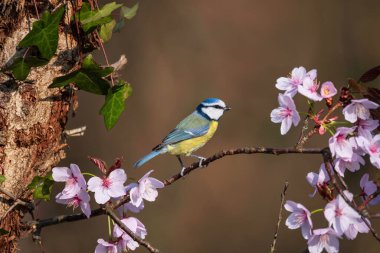 Beautiful Spring image of Blue Tit Cyanistes Caerulueus bird on pink blossom tree in woodland landscape setting