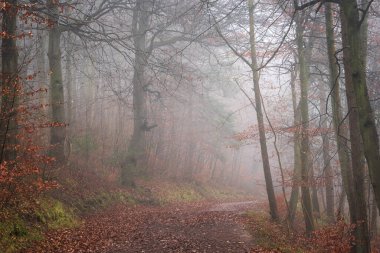 Güzel atmosferik sonbahar sisli sabah manzarası yoğun ormanlık alanda