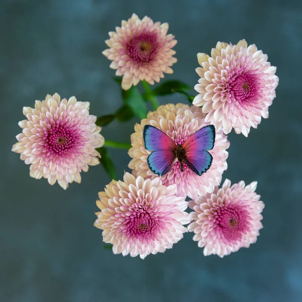 Butterfly Lovely Flat Lay Top View Colorful Vintage Looking Dahlia — Stock Photo, Image